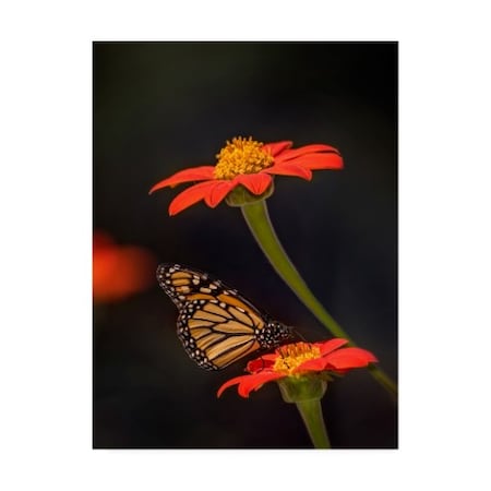 Trademark Fine Art Phburchett 'Butterfly Portrait X' Canvas Art, 18x24 WAG13677-C1824GG